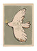 Peace bird wallposter 50x70cm - studioloco